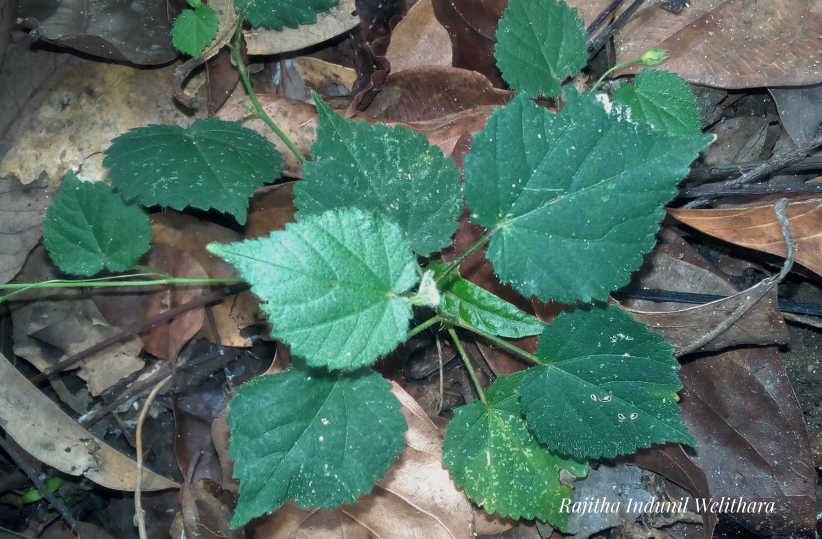 Sida cordata (Burm.f.) Borss.Waalk.